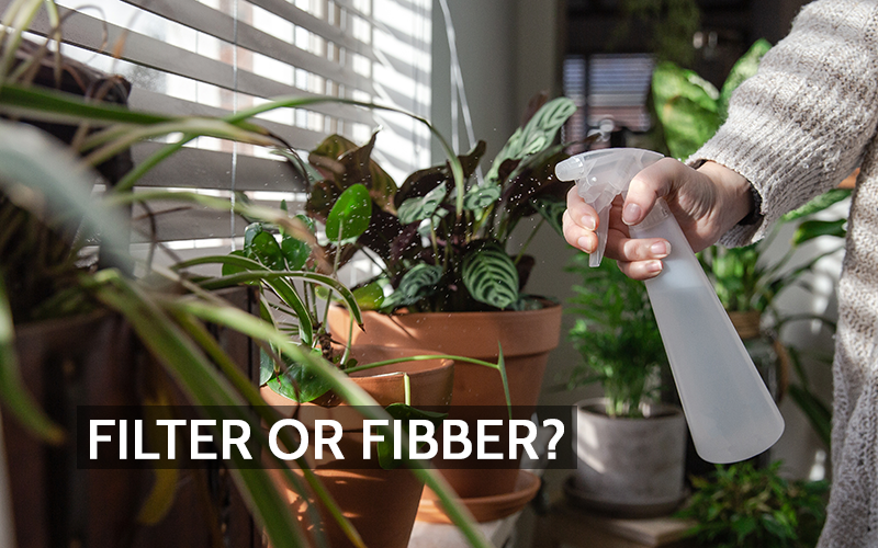 Houseplants and Indoor Air Quality: The Reality Behind the Green