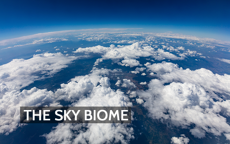 Bacteria in the Atmosphere: A New Frontier in Climate Science