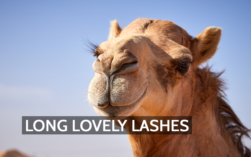 Camels and Their Remarkable Eyelashes: A Lesson in Eye Protection