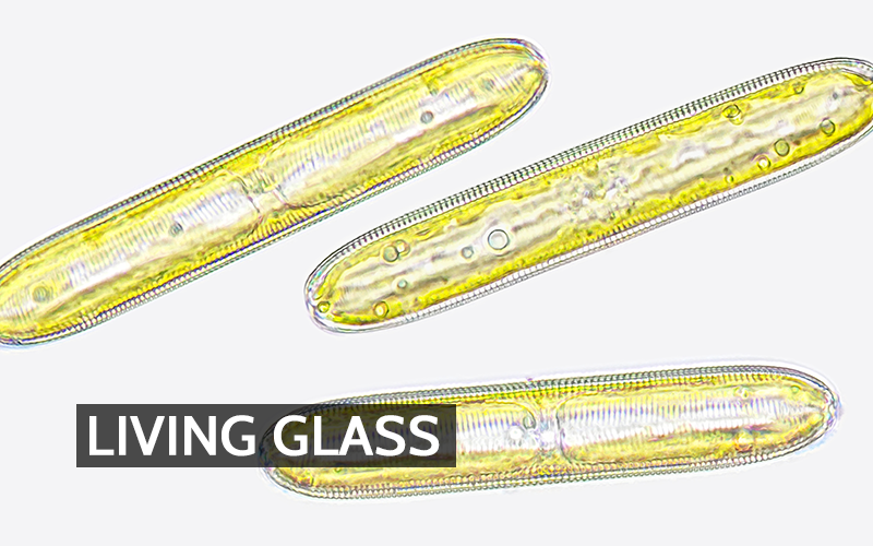 Diatoms: Unseen Travelers Shaping Ecosystems and Air Quality